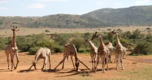 🌍 10 Beautiful Nature Destinations in South Africa You Must Visit