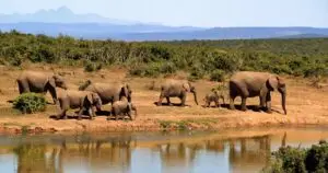 A Gentle Escape Into Nature: Where Adventure Meets Healing