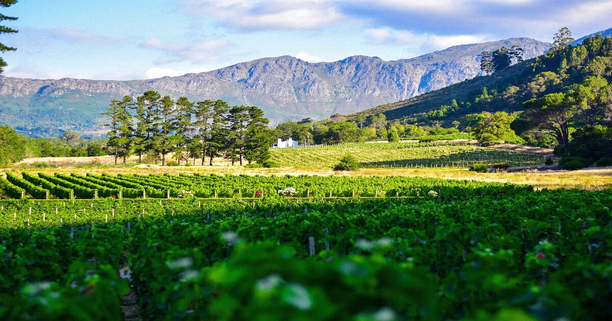 Cape Winelands